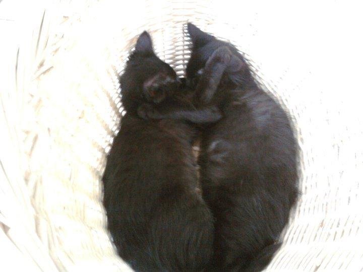 Nancy Hilley's album, Family & Pets