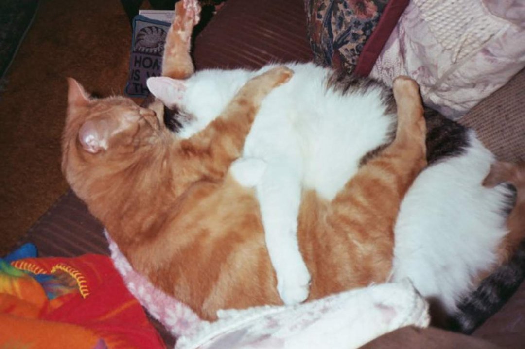Nancy Harris' album, Kittys and Flowers