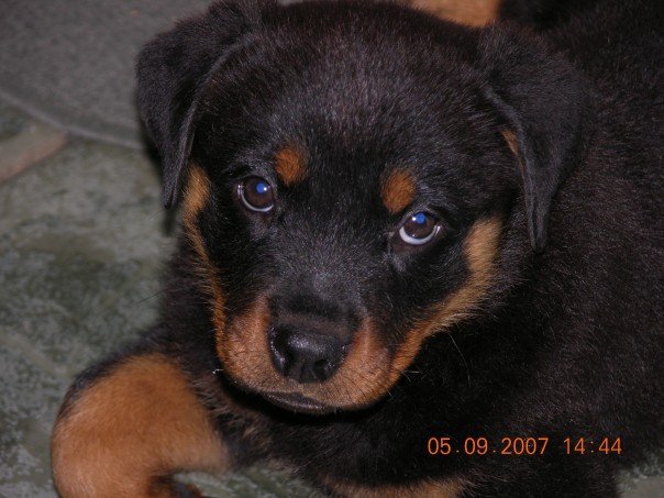 Nancy Calla's album, Bella , (new family addition)