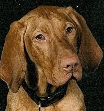 David Maxwell's album, Profile Pictures