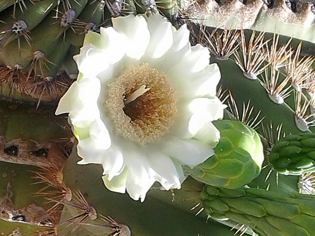 David White's album, Mobile Uploads