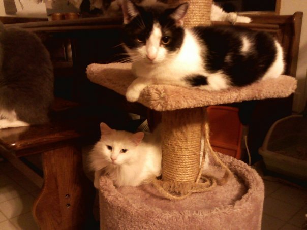 Lisa Johnson's album, my kitties