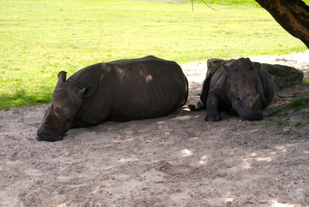 Jon Cluff's album, Busch Gardens Safari