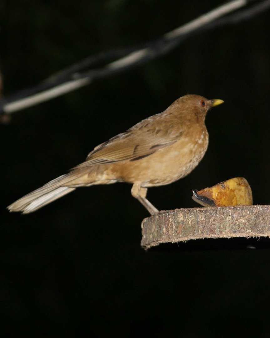 Mark Gorin's album, Bird we saw