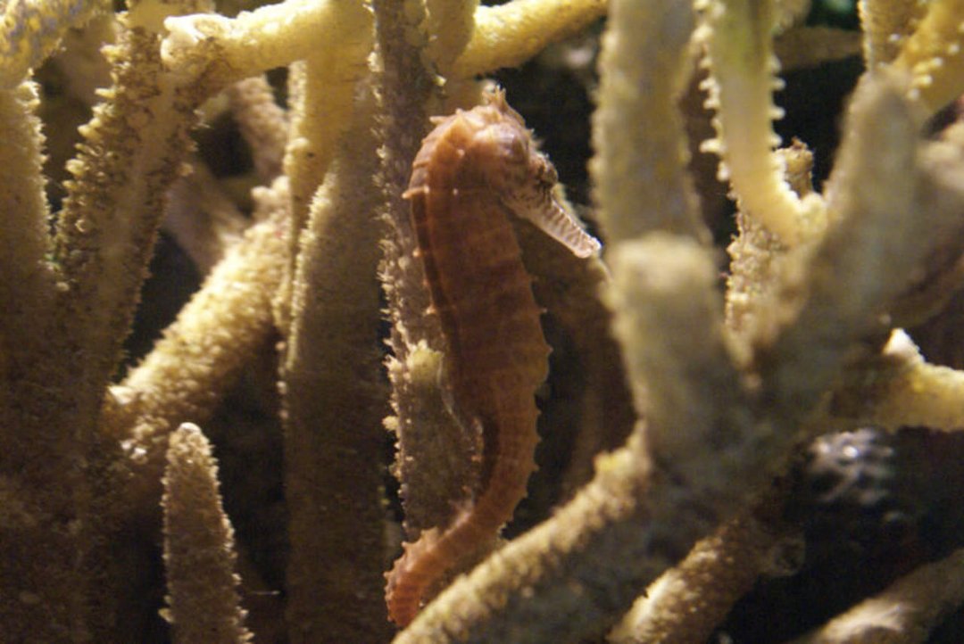 Mike Morris' album, Monterey Bay Aquarium