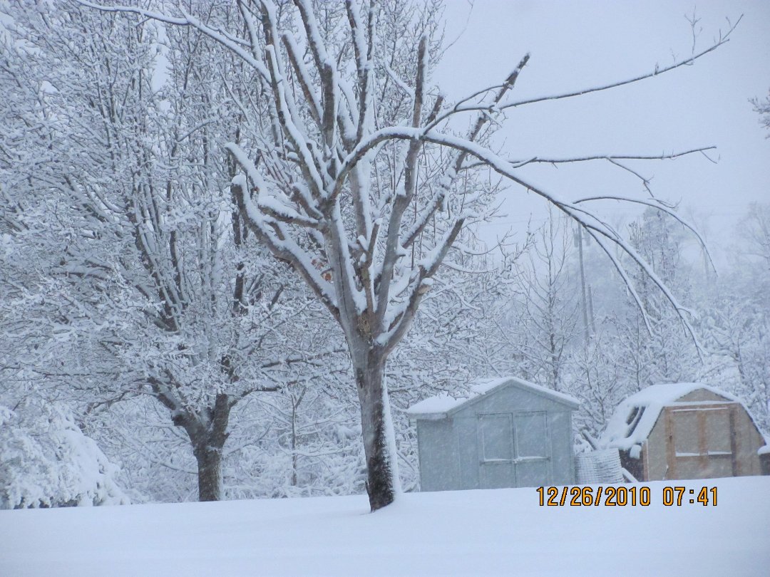 Donna Austin's album, Christmas snow in North Carolina 2010
