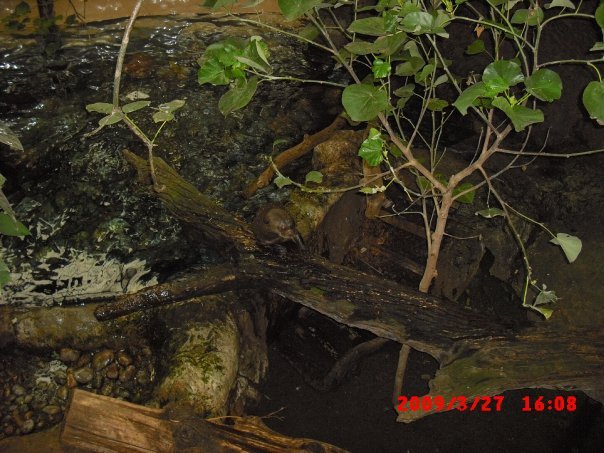 Terry Waters' album, Dallas World Aquarium