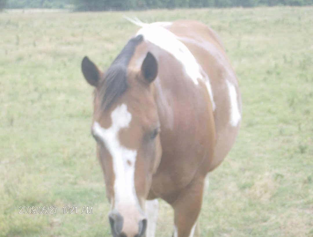 Harry Jacobs' album, some of our horses