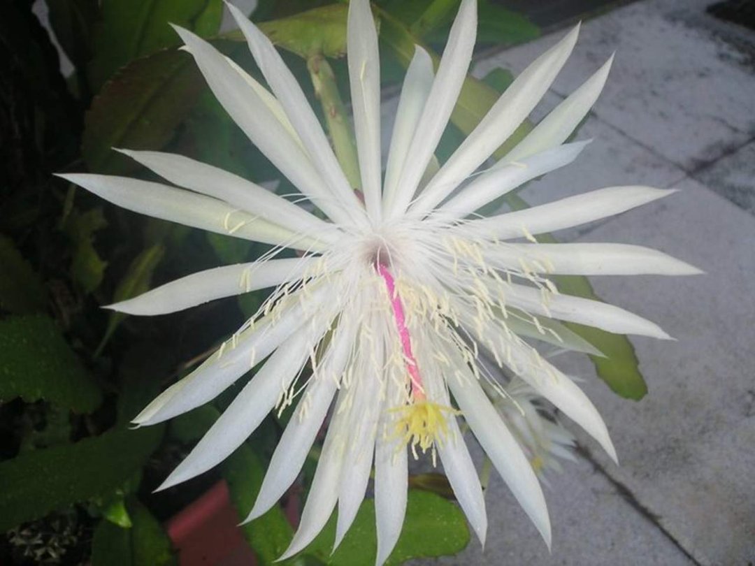 Tom Wilson's album, Night Blooming Eppihyllums