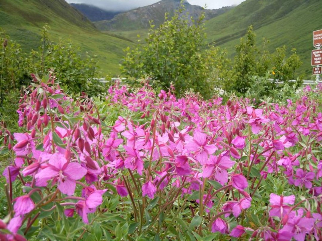 James Owens' album, ALASKA Trip