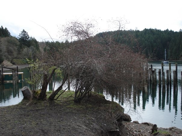Don Morrison's album, Brentwood Bay Spring Pets Flowers Water