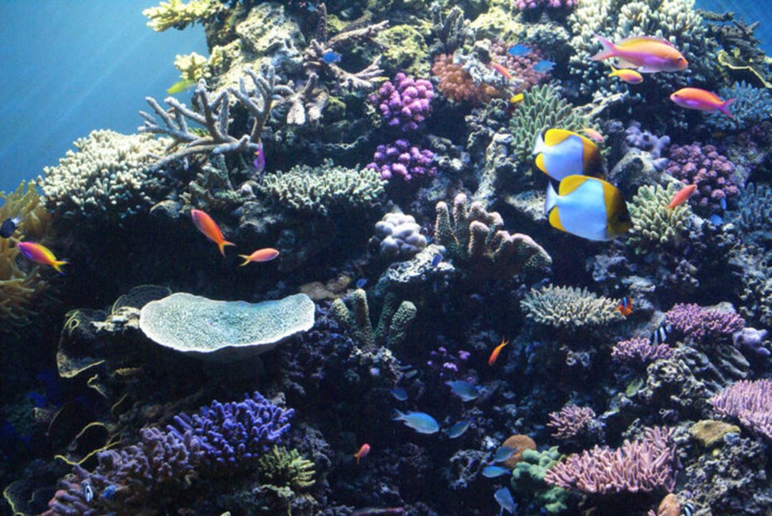 Mike Morris' album, Monterey Bay Aquarium