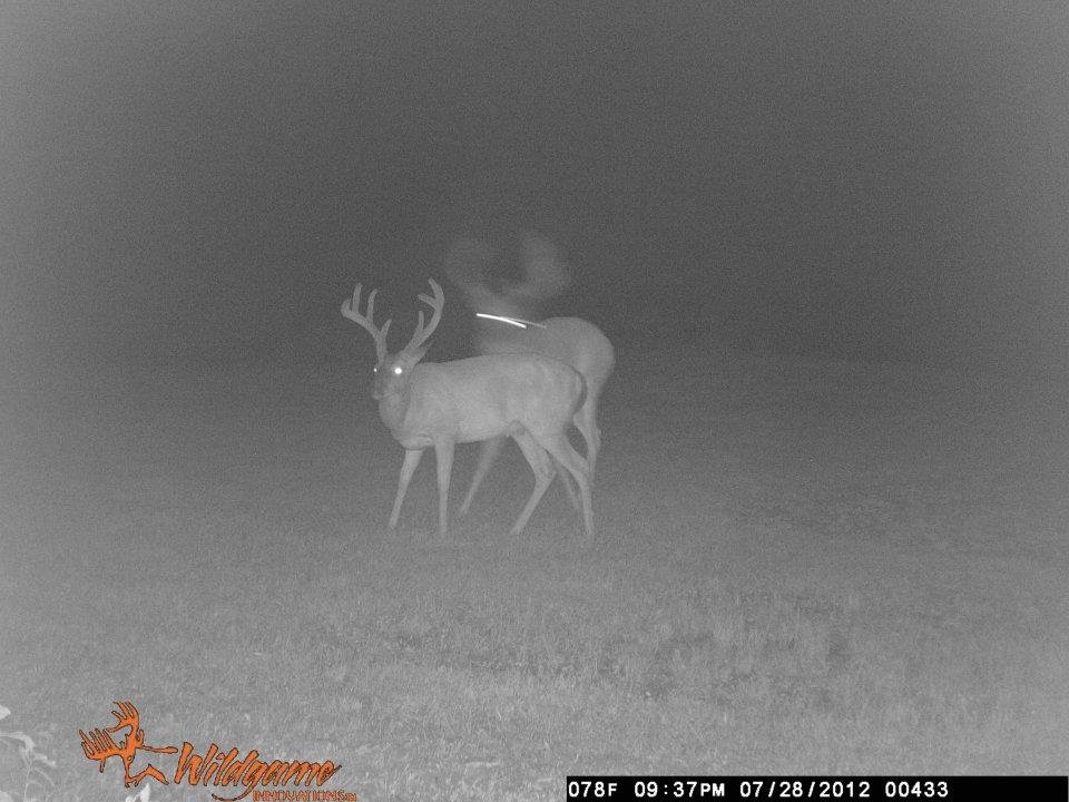 Todd Brouillard's album, Deer Camera