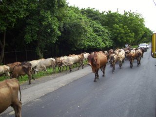 Steve Pledger's album, Nica July 2010