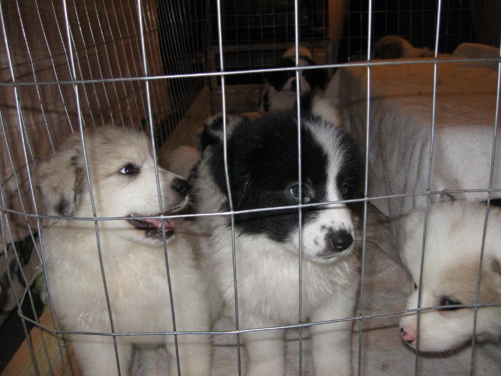 Sharon Drube's album, Zira and the Shakespeare pups