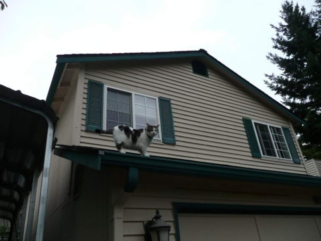 Dan Sivertsen's album, Z Cats