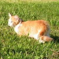 Joyce Bissen's album, Profile Pictures
