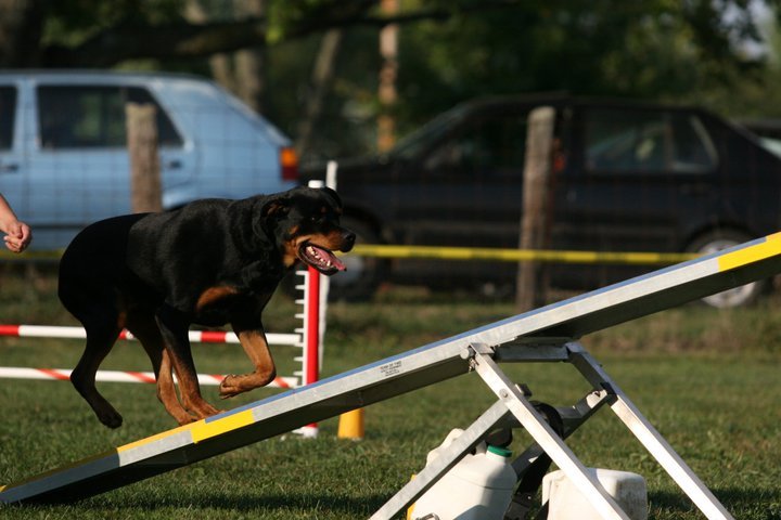 Heather Cotterman's album, In Memory of Woody "Buckeye's Bounding Glory
