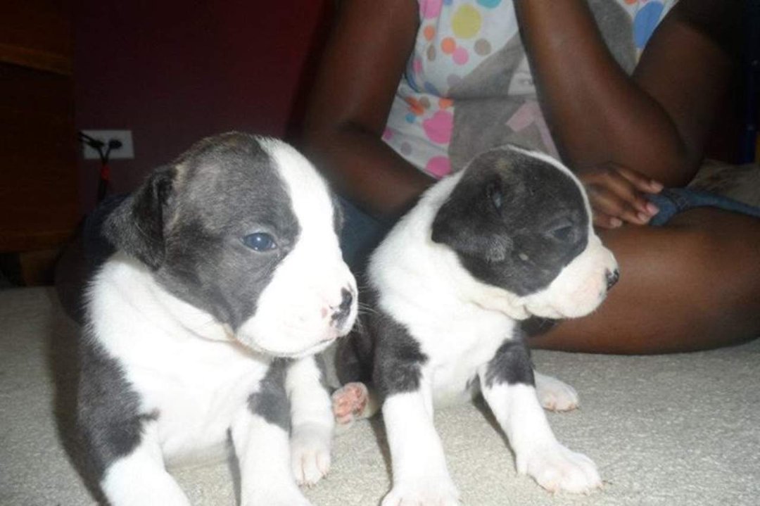 Wendall Galloway's album, Pitt Bull Puppies for sale $250 - Born June 12, 2012