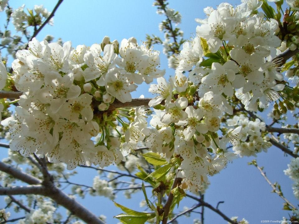Joe Baca's album, First Day of Spring
