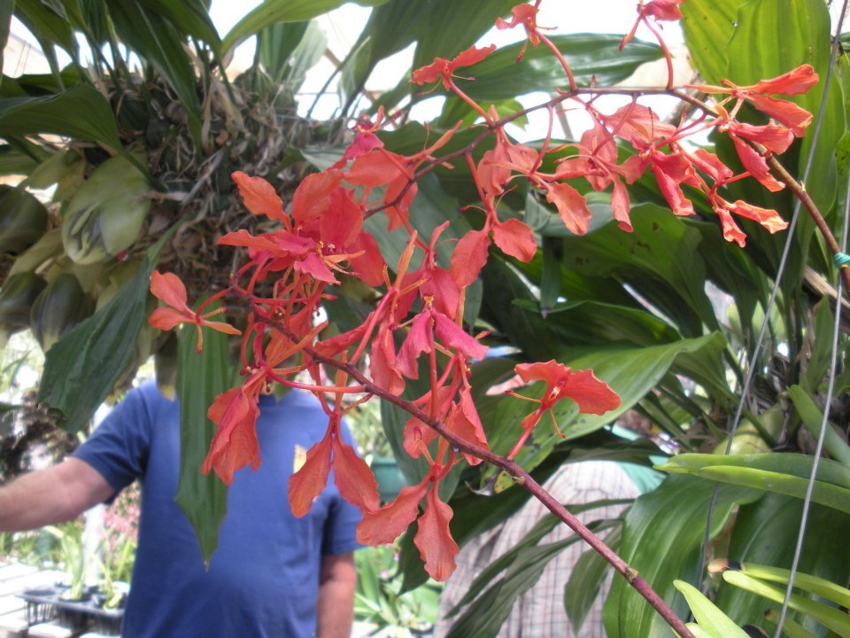 Henry Duterte's album, Santa Barbara Summer Orchid Fair 2012