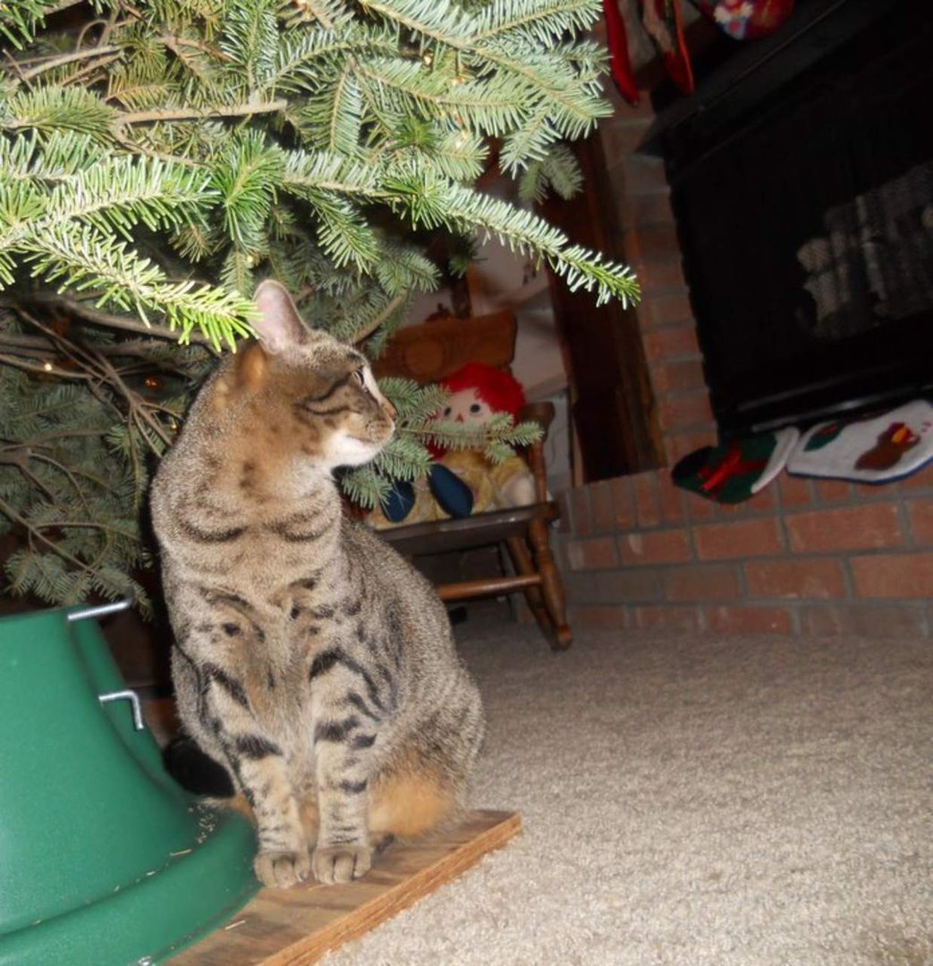 Cynthia Rawlins' album, Christmas 2010