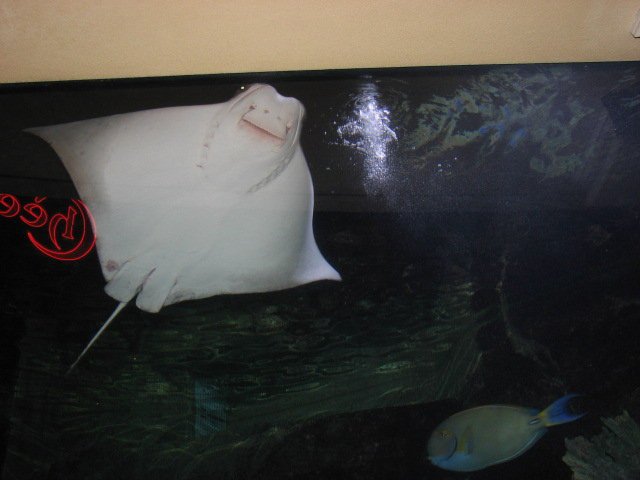 Edward Brenner's album, las vegas 2010