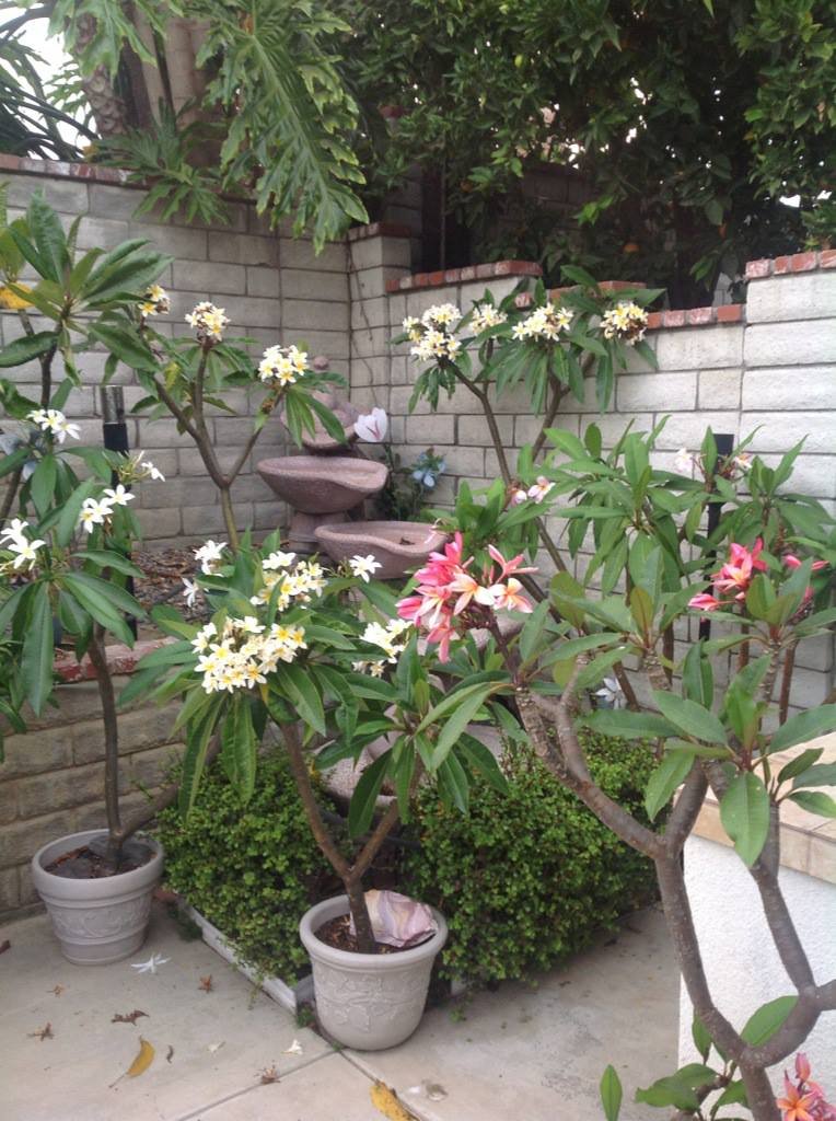 Steven Gilbert's album, iOS Photos