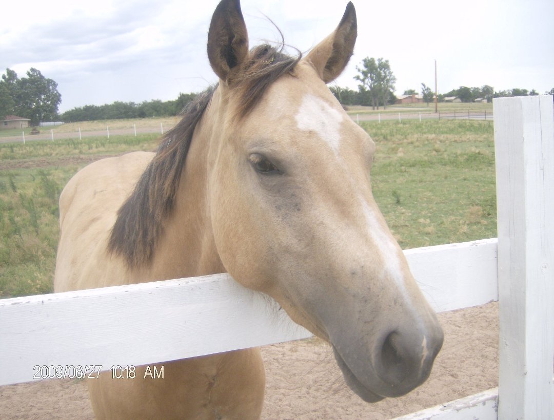 Harry Jacobs' album, some of our horses
