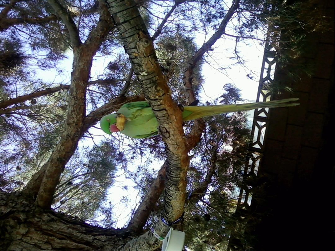 Celeste Atkins' album, Mervyn the Bird