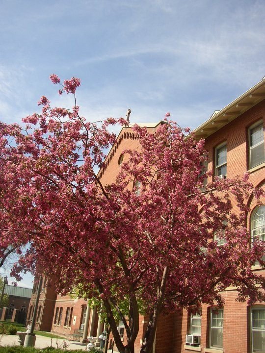 Amy Willcott's album, MSV in Spring