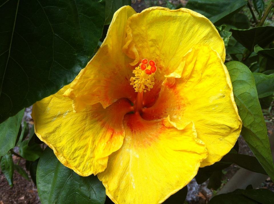 Lynn Pushman's album, Mobile Uploads