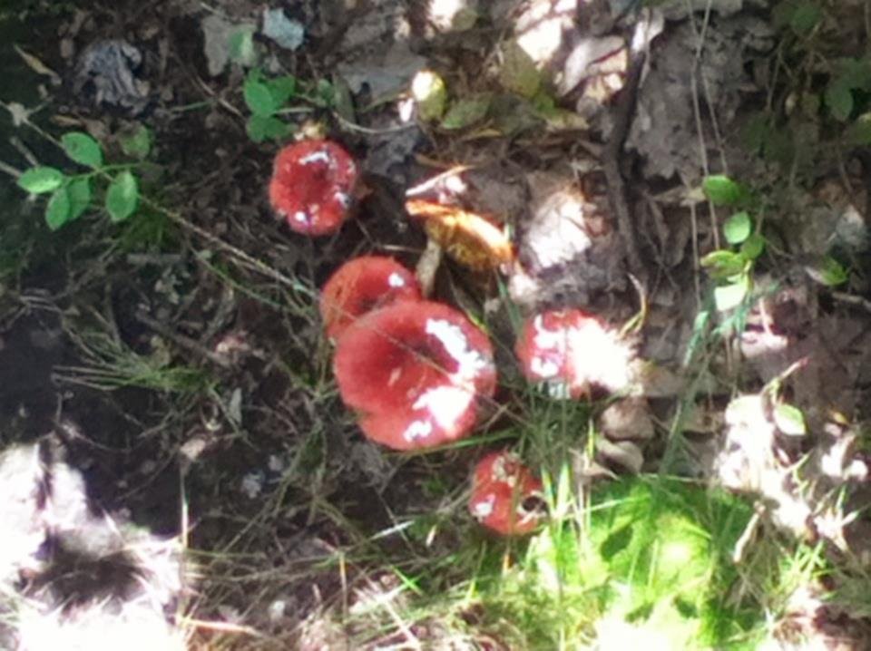Chris Whipple's album, Views along the Trail in Hudson Valley