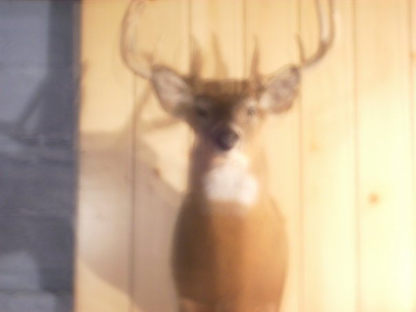 Daniel Garza's album, buck!