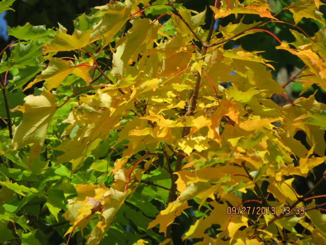 Mike Ivey's album, September 2013