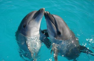 Ellen Richardson's album, my dolphin experience