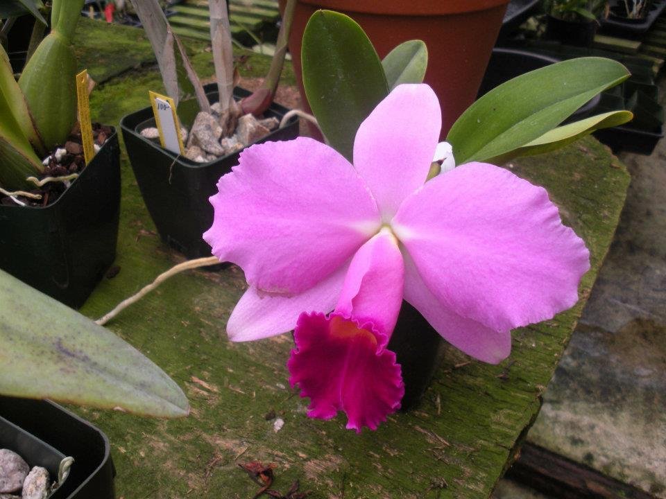 Henry Duterte's album, Santa Barbara Summer Orchid Fair 2012