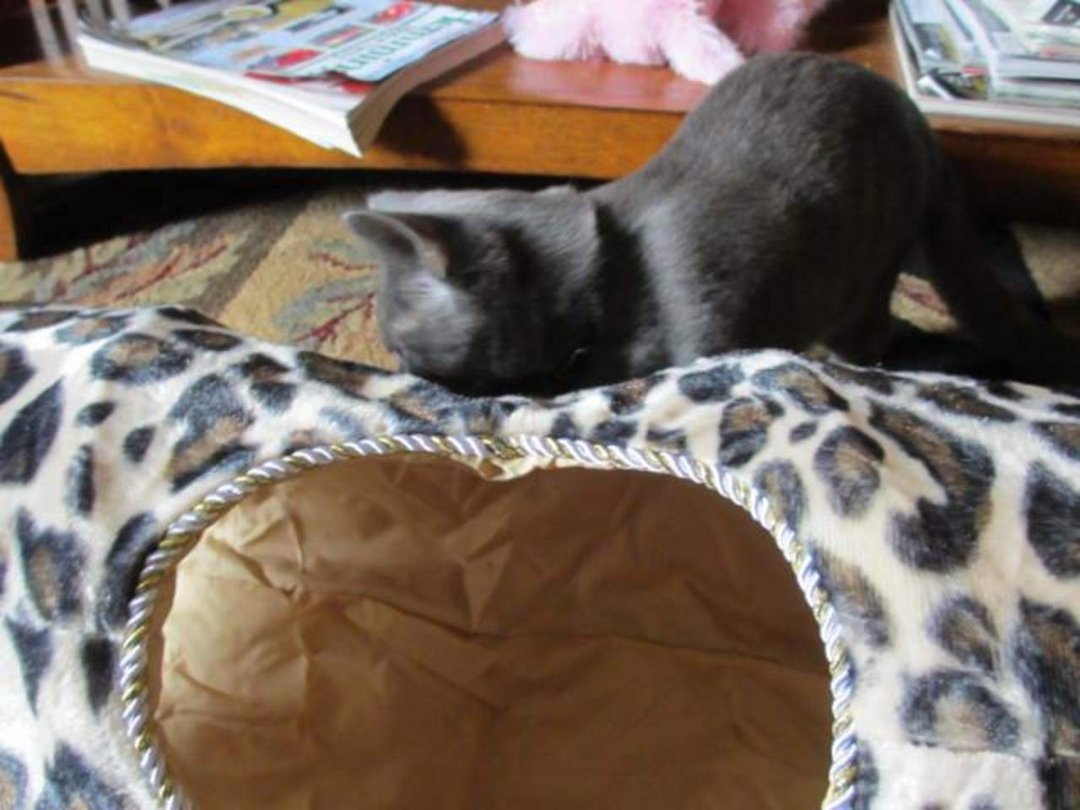 Joyce Pakos' album, Astrid's new kitty tunnel