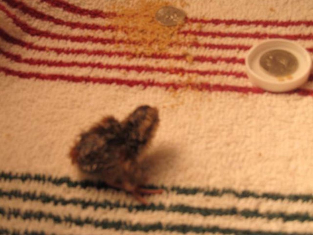Arlo Murphy's album, Quail