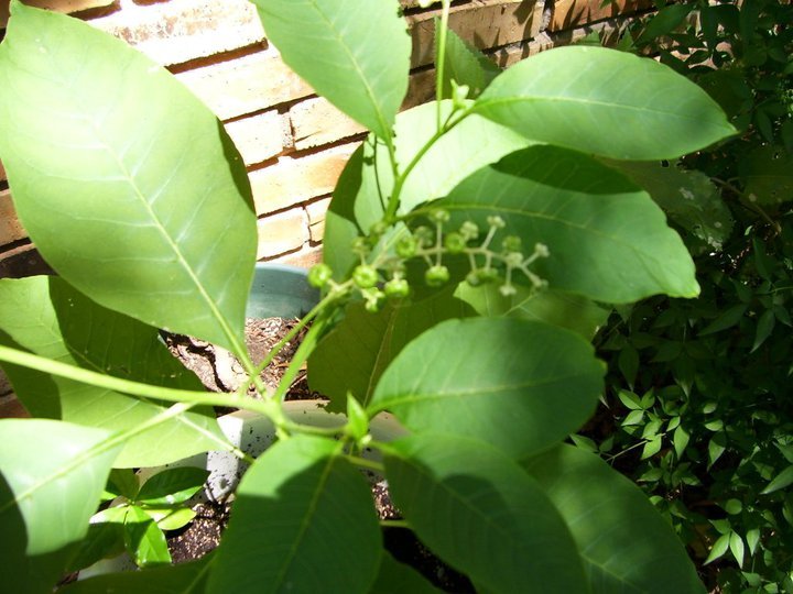 Gordon Brewer's album, Gordon's Figs & Coffee Trees