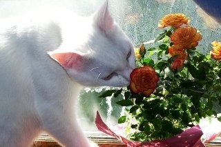 Robin Stein's album, Smudge and Dusty--MY CATS!!!! Of Course.......