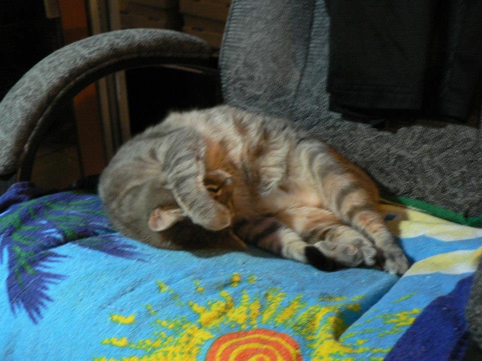Peter Hibbard's album, Our Cats