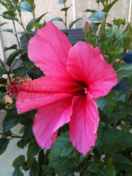 Cindy Johnson's album, Mobile Uploads