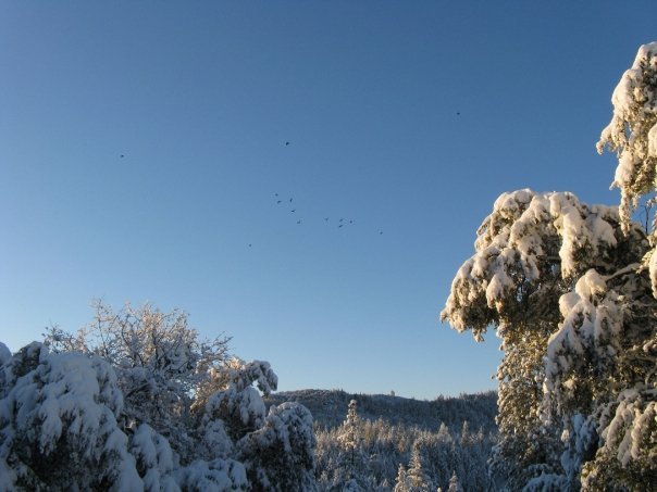 Roger Latimer's album, Snow