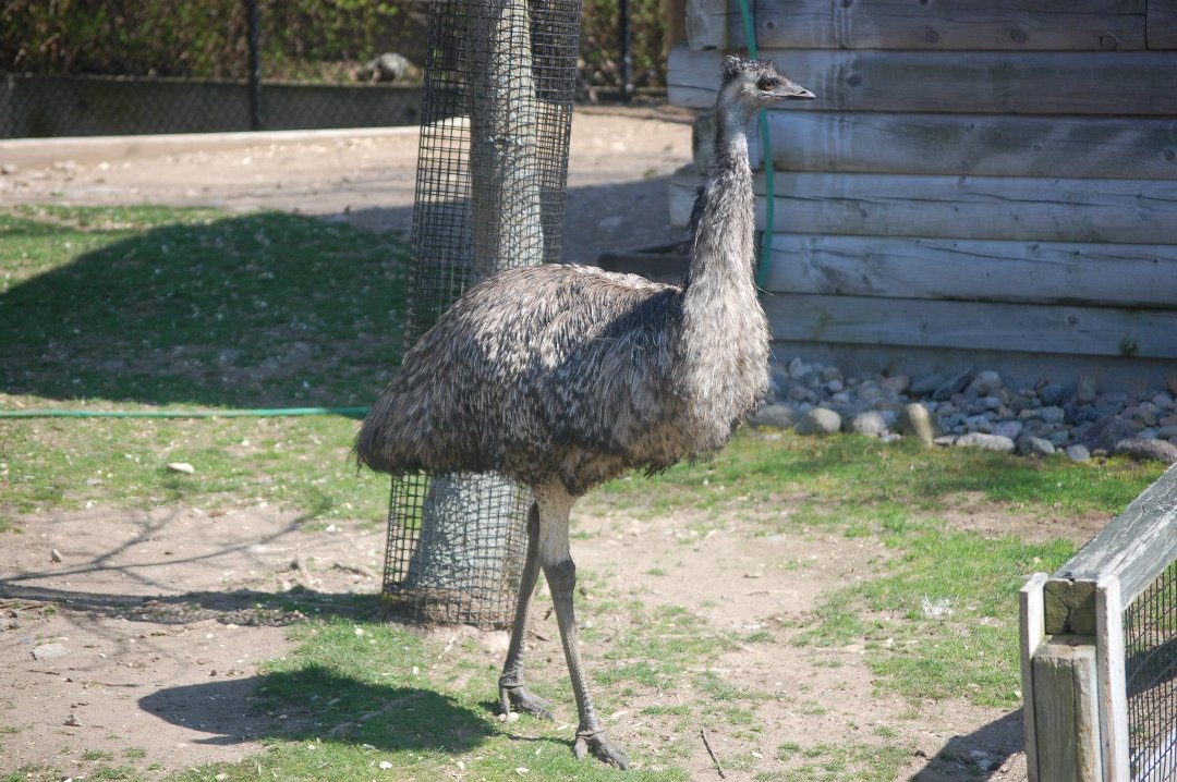Chris Dix's album, Capron Park Zoo
