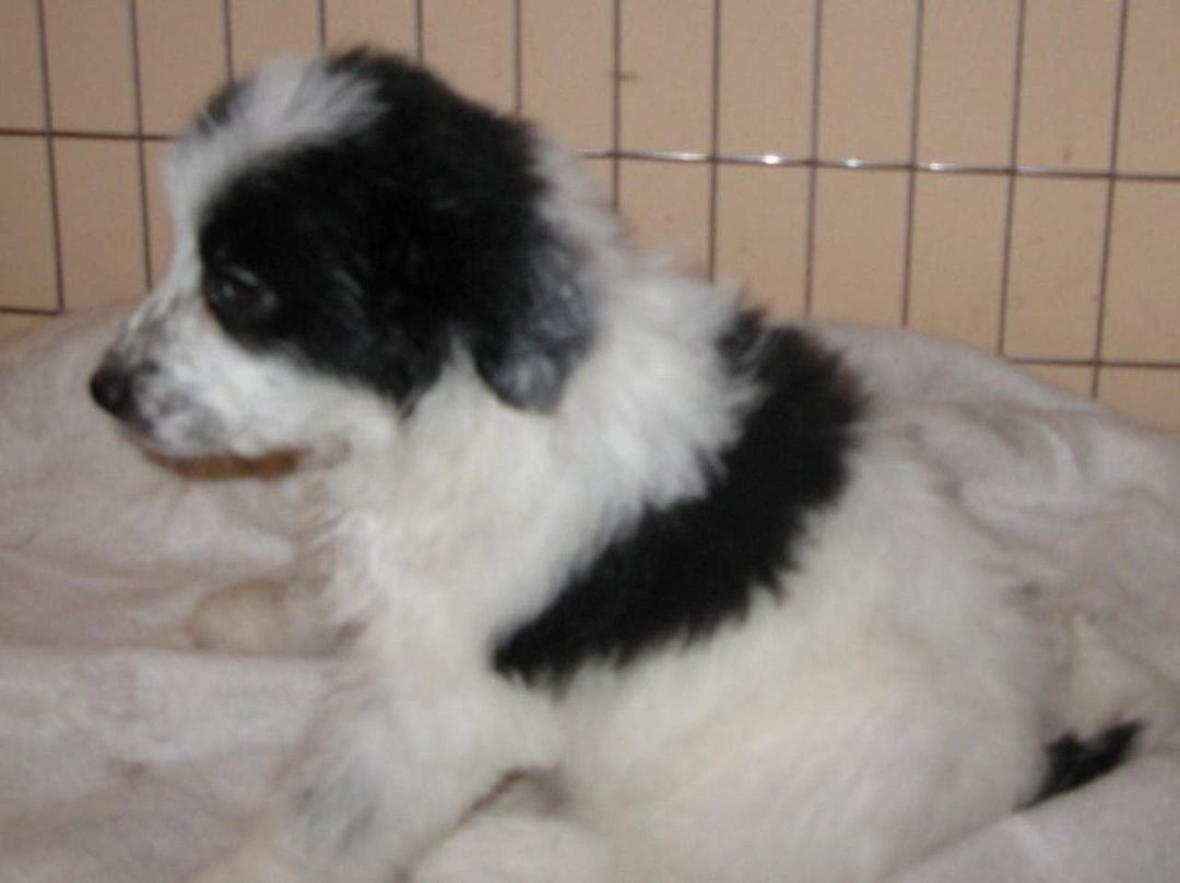 Sharon Drube's album, Zira and the Shakespeare pups