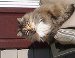Shelly Masters' album, Mobile Uploads