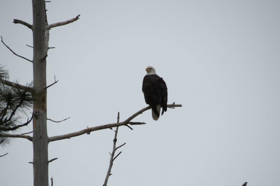 Donna Fladager's album, Lots of Wildlife