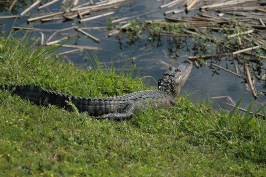 Patsy Crews' album, Viera Wetlands
