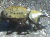 Aaron Mullin's album, Bugs!